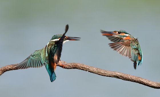 물고기 사냥 준비하는 물총새