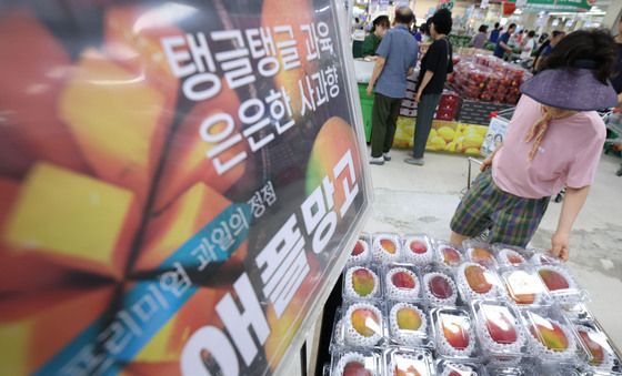 오르는 망고 가격