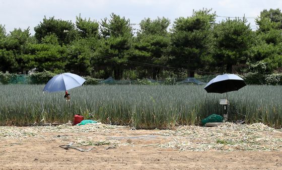 '폭염중대경보' 대파 수확 중단