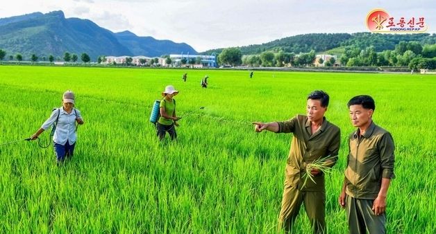 北, 서흥군 범안농장 논벼 관리 조명