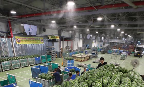 초복 더위 씻어줄 수박