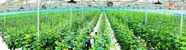 北, 신의주 온실농장 성과 선전…"1150여동서 10여 가지 남새 재배"