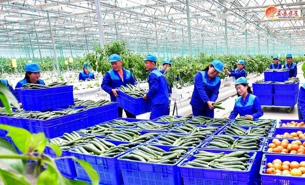 北, 수해지 위화도 온실농장 성과 선전…"하루 수백톤 남새 수확"