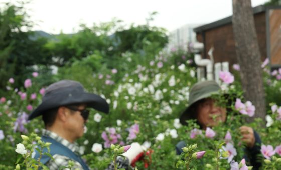 형형색색 다양한 무궁화