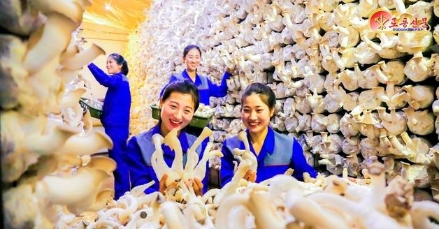 北 "수확의 기쁨"…함흥버섯공장 조명