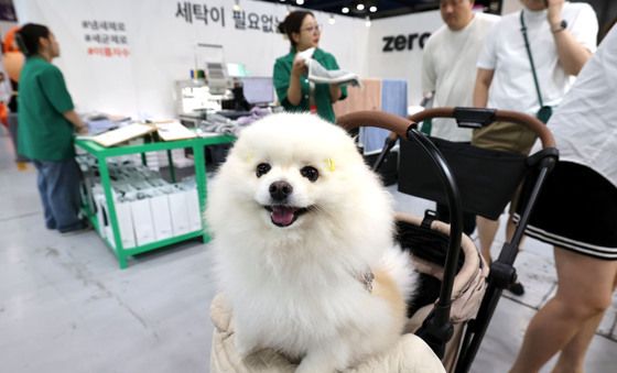 '케이펫페어 놀러왔어요'