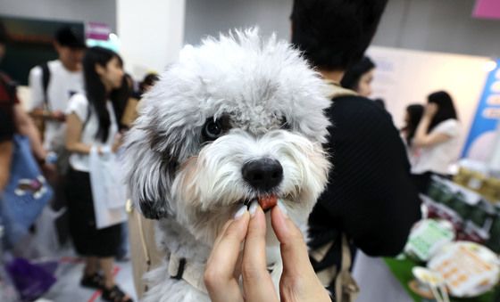 간식 맛보는 강아지