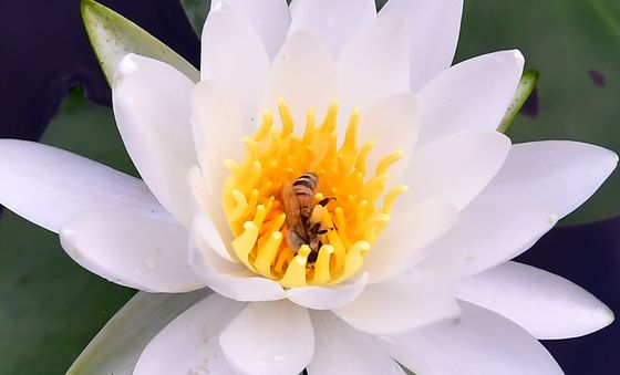 수련꽃 향기에 취한 꿀벌