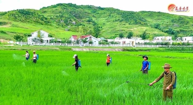 北, 올곡식농사 성과 선전…"논벼 비배관리 집중"