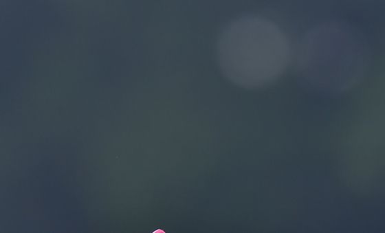 홍련 향기 따라온 꿀벌