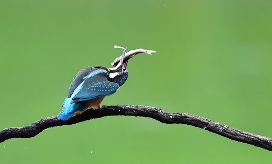 물고기 손질하는 물총새