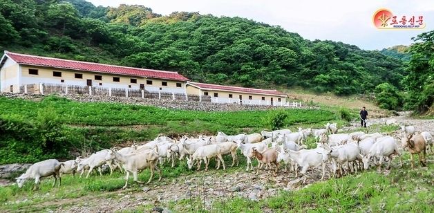北, 창성군 염소목장 개건…"어린이 젖제품 공급 개선 담보 마련"