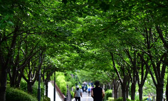 폭염 막아주는 포항 철길 숲