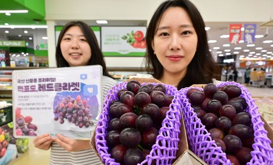 농협유통 '껍질째 먹는 레드클라렛 포도 맛보세요'