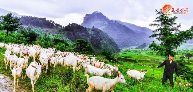 北. 신의주시청년염소목장 개건 …젖 생산능력 향상