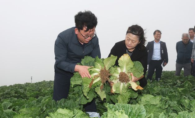 이승돈 농촌진흥청장, 강릉 고랭지배추 재배단지 방문