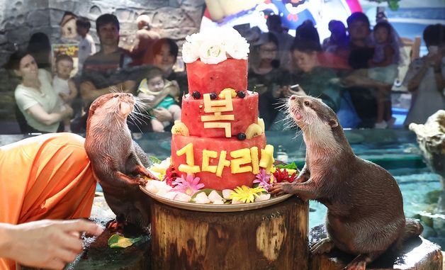 과일 특식 먹는 수달에 시선 집중