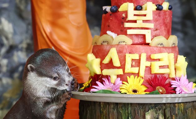 더위 극복! 과일 특식 먹는 수달