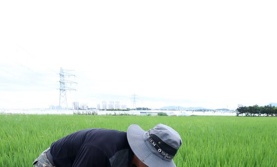 단비 내려 바쁜 농부