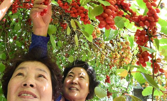 '오미자 수확으로 바쁘다 바빠'