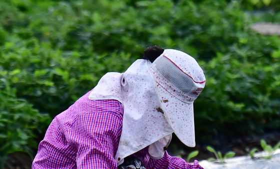 배추 모종 심는 날