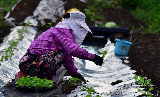 배추 모종 심기 좋은 날