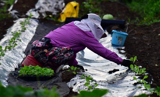 파릇 파릇한 배추 모종
