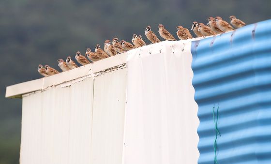 나락 노리는 참새떼