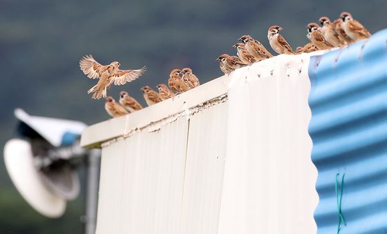 가을걷이 구경하는 참새