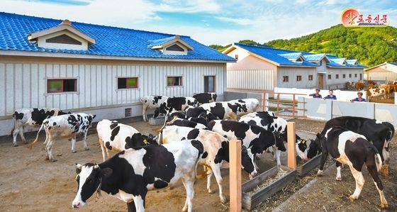 北 원산젖소목장…"젖 생산 확대 담보 마련"