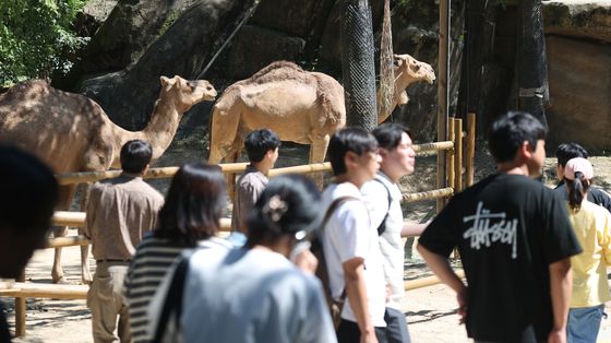 사파리 걸으며 동물 구경