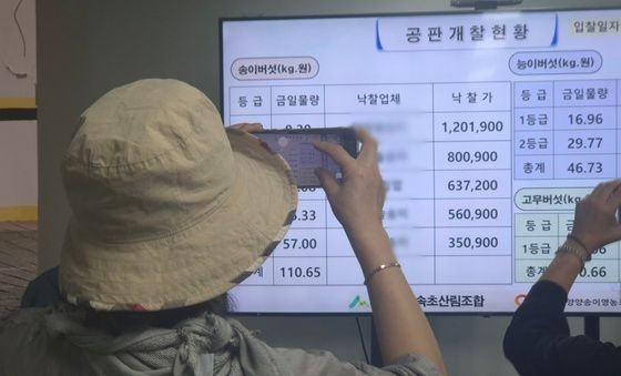 '올해 1등품 양양 송이는 얼마?'
