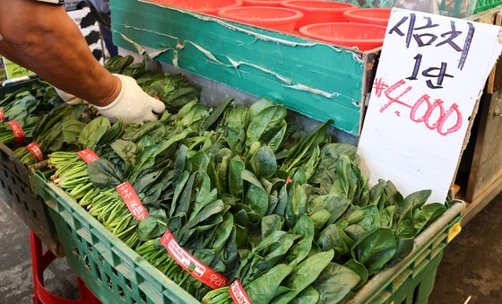 '시금치 51.9%', 8월 농산물 가격 4.9% 상승