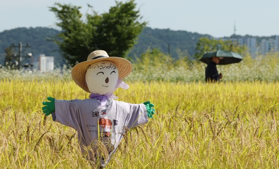 가을 들녘 지키는 허수아비