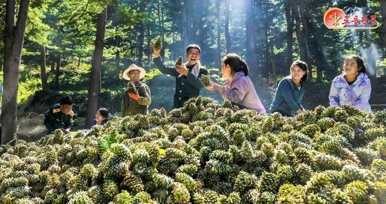 산열매따기 한창인 北 평안북도 노동자들