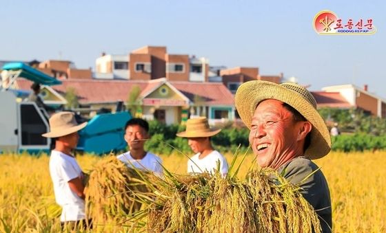 北 "가을걷이로 들끊는 열두삼천리벌…전례없는 풍작"