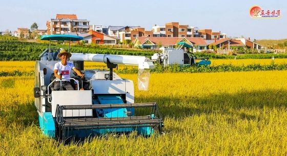 北 "쌀로써 당 받들고 혁명 보위"…풍작 선전