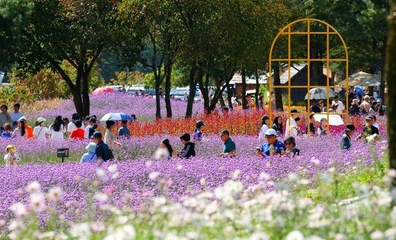 추석 연휴 관광객 북적이는 인제 가을꽃축제