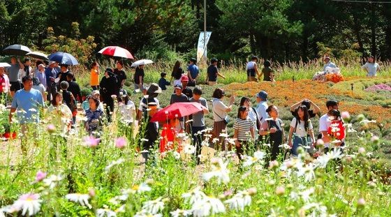 추석 연휴 관광객 북적이는 인제 가을꽃축제
