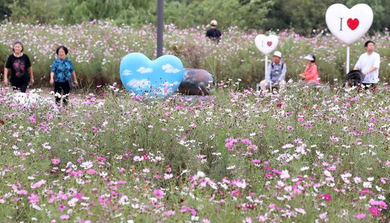 코스모스 꽃길 산책
