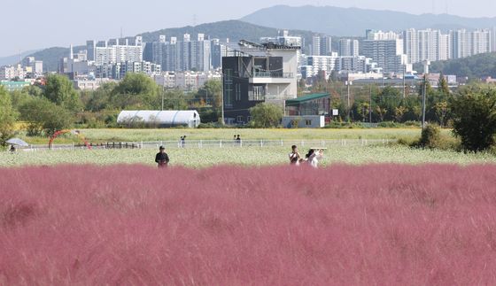 핑크뮬리 속에서 남기는 가을 추억