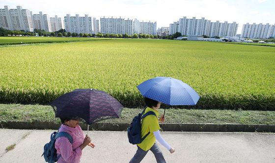 파란 하늘과 황금빛 논