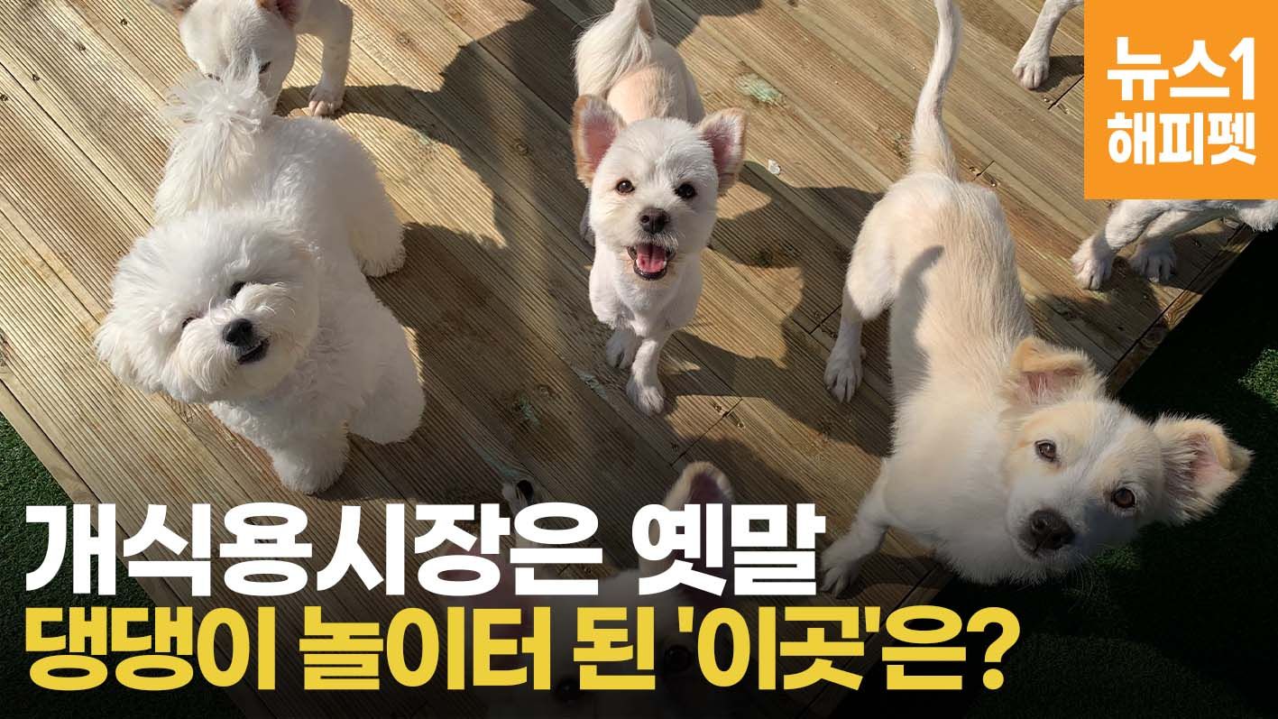 연관비디오 - 개식용시장은 옛말…댕댕이 놀이터 된 '이곳'은?     
