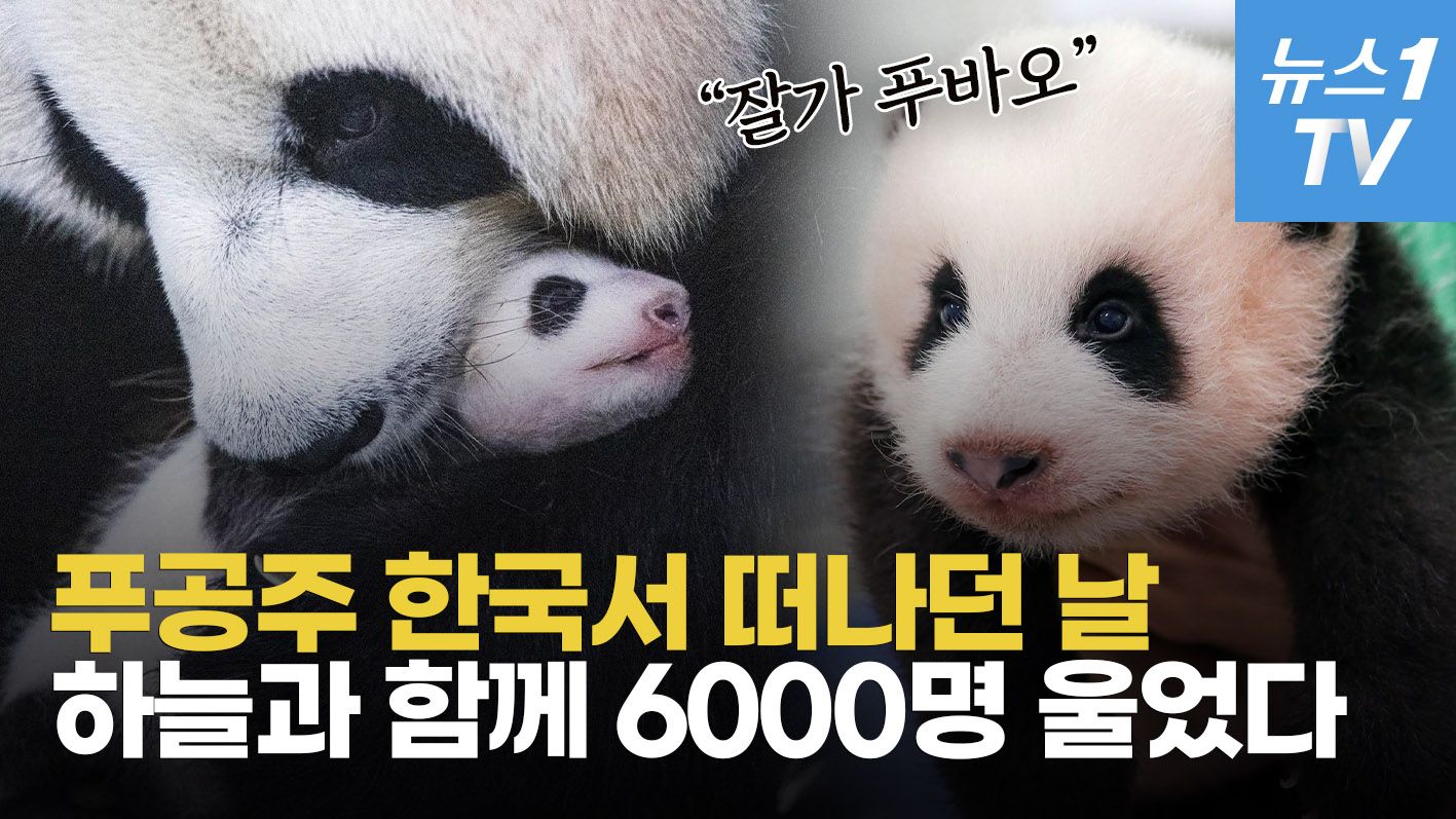 연관비디오 - "푸바오 5분 보려고 5시간 대기"…전세계가 주목한 눈물의 배웅식