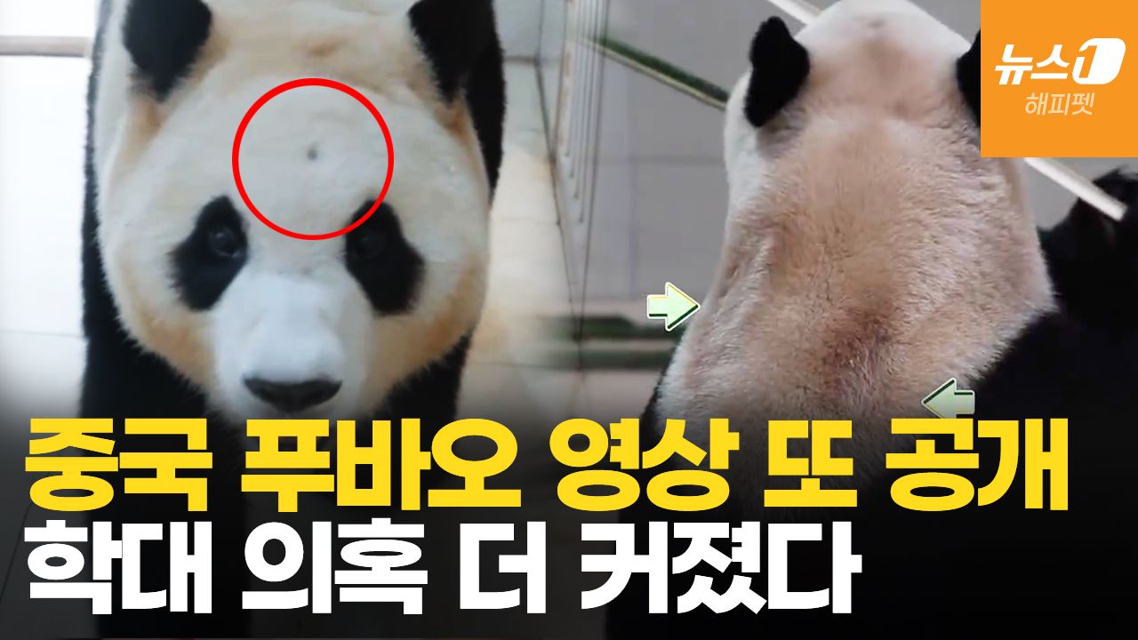 연관비디오 - 이마 구멍에 경련 증상까지…푸바오 생중계에 의혹 증폭