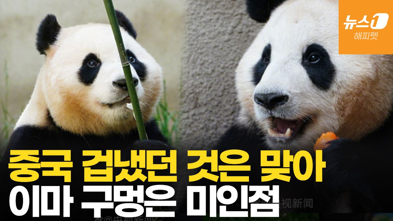 연관비디오 - 전세계 공개되는 푸바오…中사육사 "건강 양호, 신랑감은 외모보단 유전자"