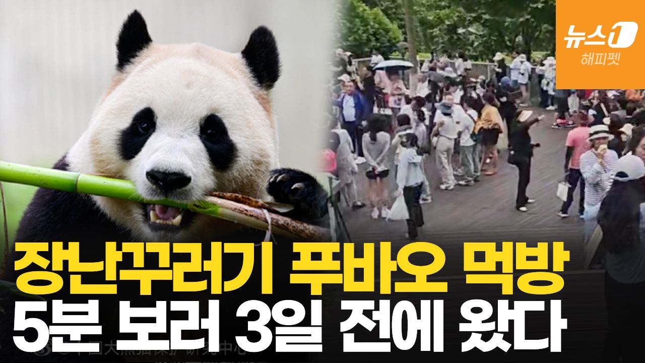 연관비디오 - 살 빠진 푸바오?…대나무·당근 폭풍 먹방에 '눕방' 애교까지