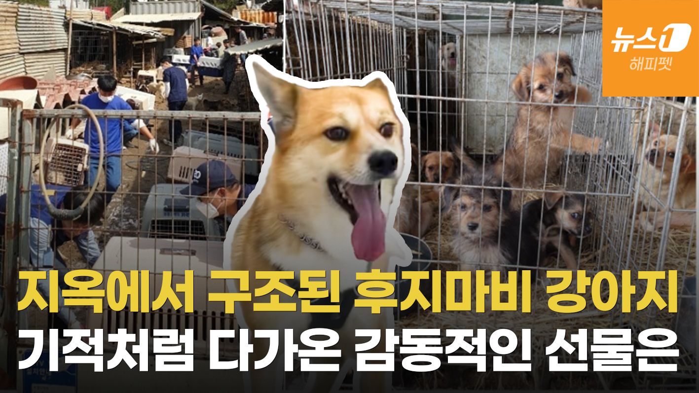 연관비디오 - 개지옥 '애린원' 기억 잊고 새 출발 앞둔 폭스, 검진하던 날