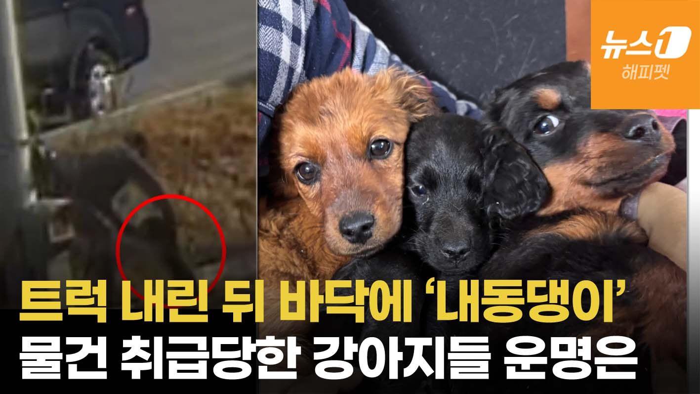 연관비디오 - 택배만도 못했나…개들 내동댕이 치고 줄행랑 친 트럭, 닥스훈트 운명은 | Dog