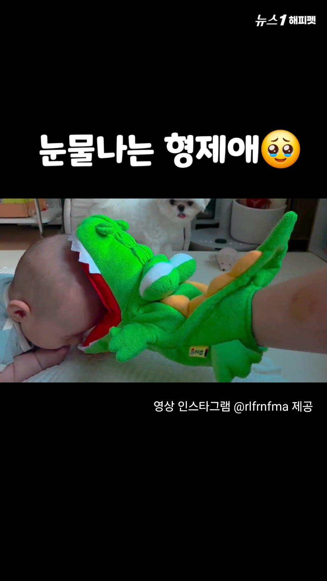 연관비디오 - "눈물 나는 형제애"…아기 지키는 말티즈 형아│#dog #baby